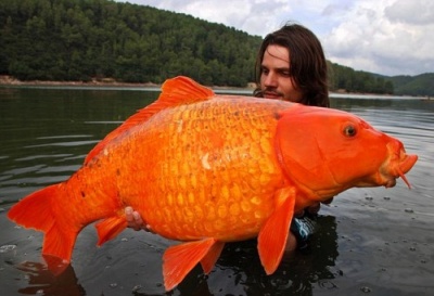 A Real Big Goldfish