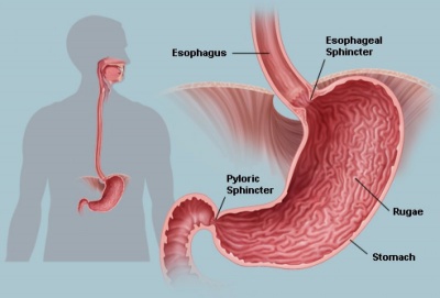 Intestinal Walls or Sphincters May Fail