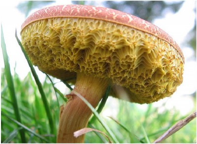 Sponge Mushroom