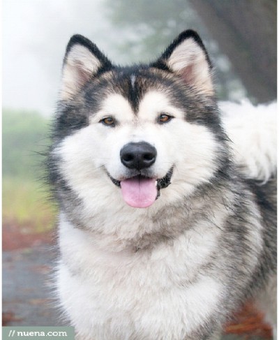 Alaskan Malamutes