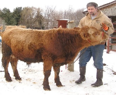Beefalo