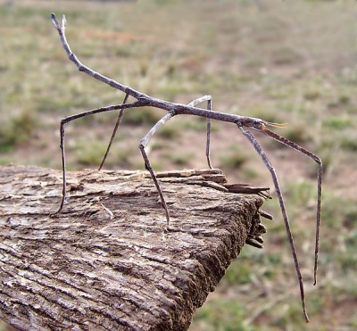 Stick insect