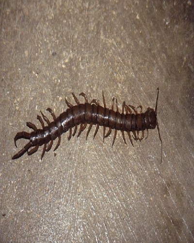 Centipede