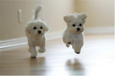 Puppies are Cute