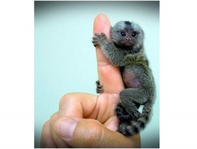 Finger Monkey
