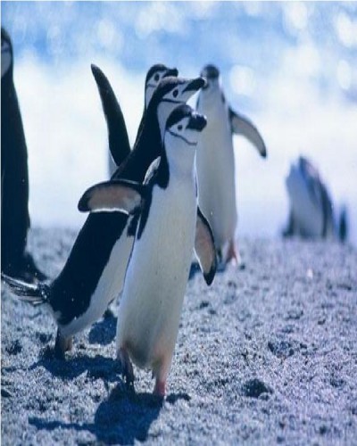 Penguins