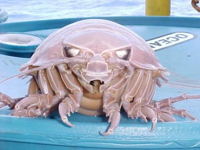 Giant Isopod