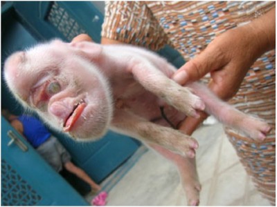 Mutant Pig Monkey