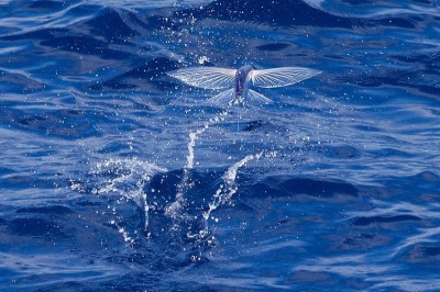 Flying fish