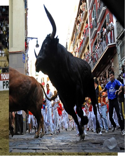 Bull running