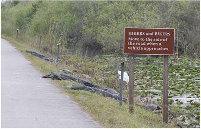 Swerve Over to the Gators