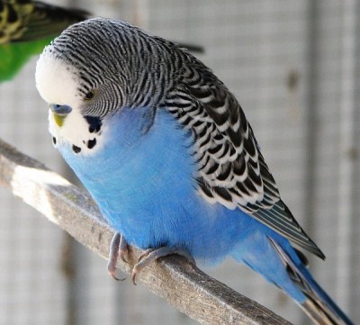 Budgie