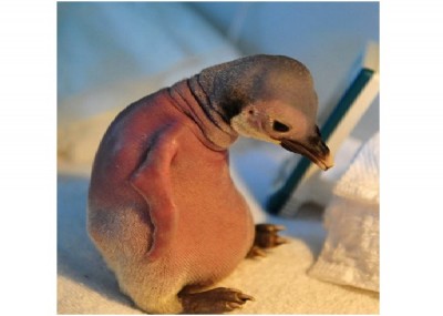 Sad Baby Penguin