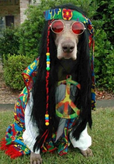 The hippy dog