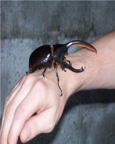 Beetle fighting