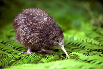 Kiwis