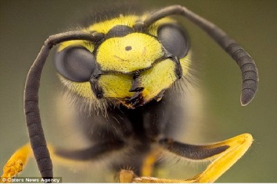 Wasp