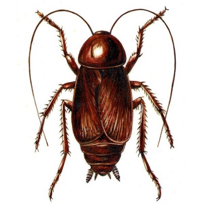 Cockroach