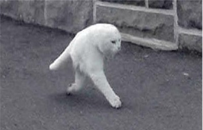Half Cat