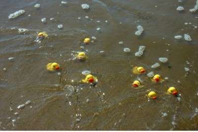 Rubber ducks