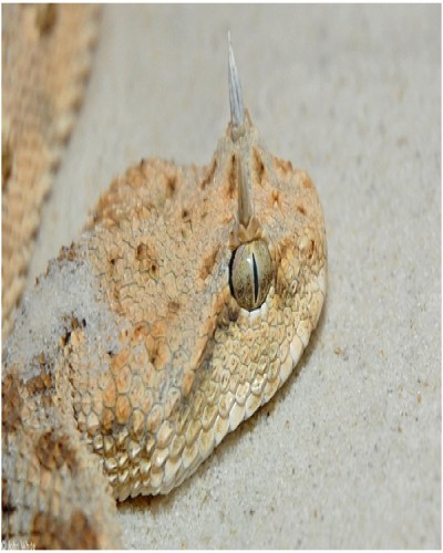 Cerastes Cerastes aka Desert Horned Viper