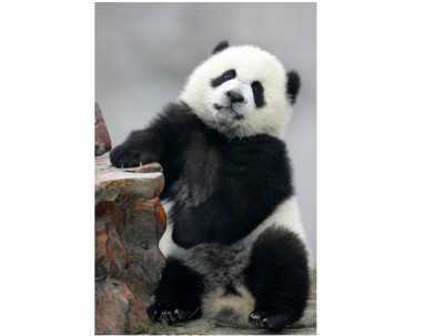 Standing Panda