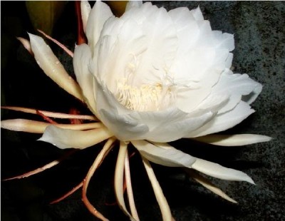 Kadupul Flower (Epiphyllum Oxypetalum)