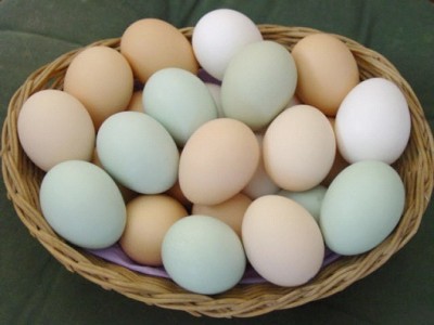 Eggs