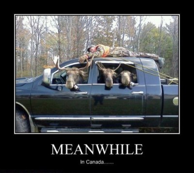 The animals fight back