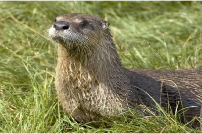 Otter - Extrovert, Intuitive, Feeling, Judging (ENFJ)