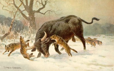 Aurochs