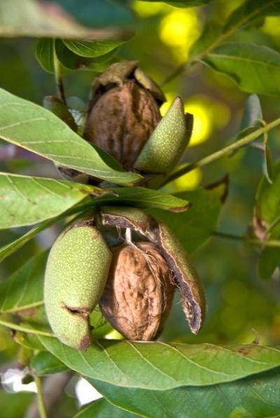 Walnuts