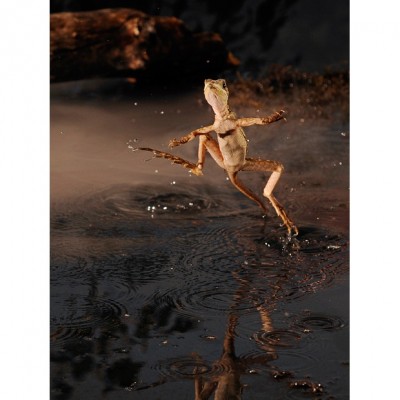 Jesus lizard