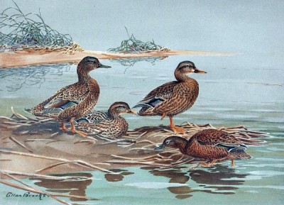 Mariana Mallard
