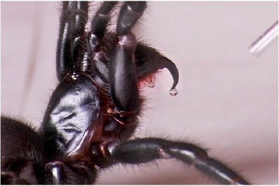 Sydney Funnel Web Spider