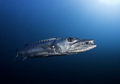 Barracuda