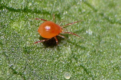 Mites