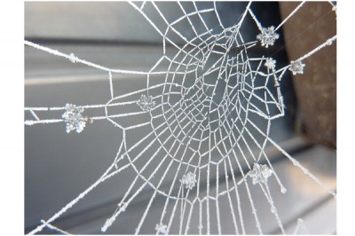 Frozen Spider Web