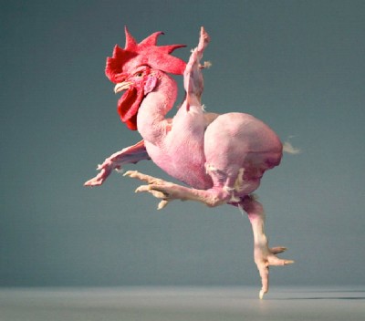 Featherless Chicken