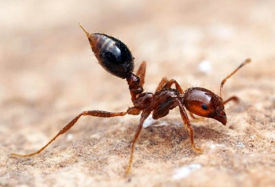 Fire ants