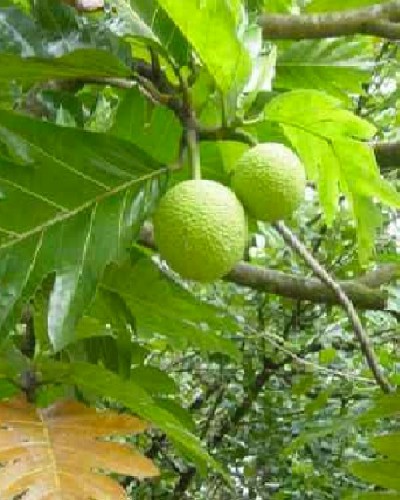 Breadfruit