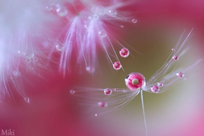 Delicate