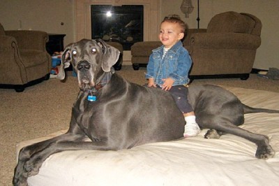 Giant George The Great Dane