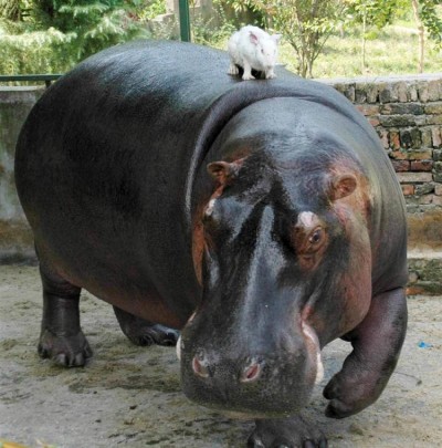 The hippo and the rabbit