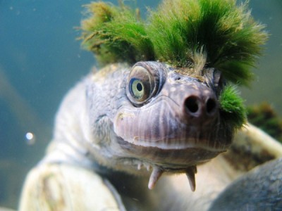 Mary River turtle