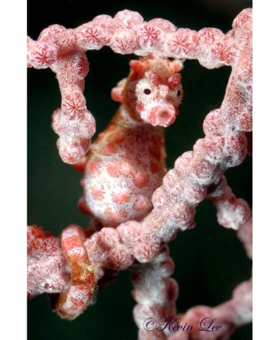 Pygmy Seahorse