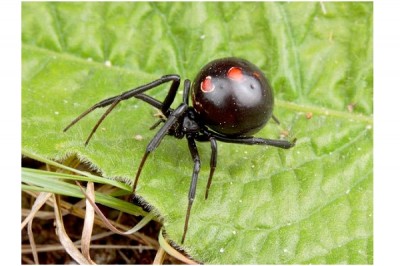 Black Widow Spider Experiment