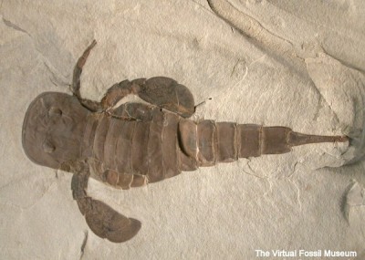 Sea scorpion