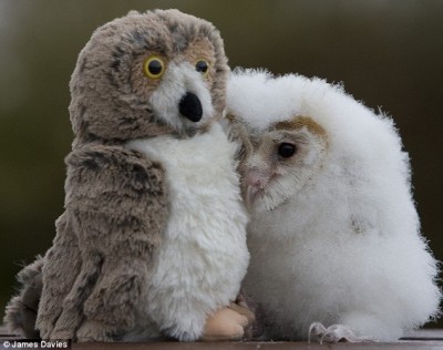 The owl with the owl