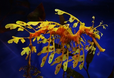 Leafy Sea Dragon